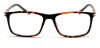 Cairo - Tortoiseshell